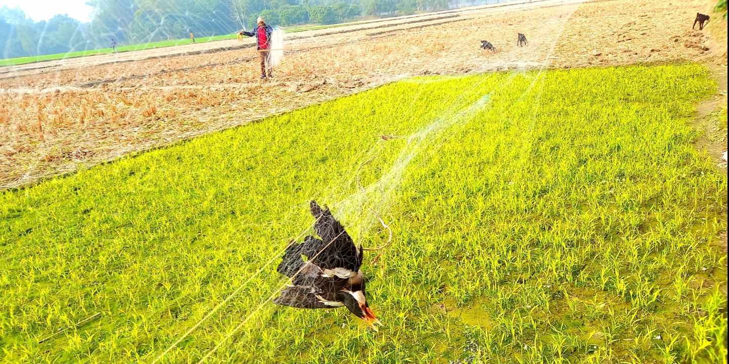 নওগাঁর মান্দায় অবাধে চলছে জাল দিয়ে শতশত পাখি শিকার